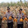 Kapolda Jatim dan Gubernur Panen Jagung di Green Farm Banyuwangi Penuhi Target Swasembada Pangan